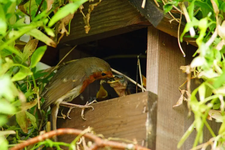 Robin feeding young